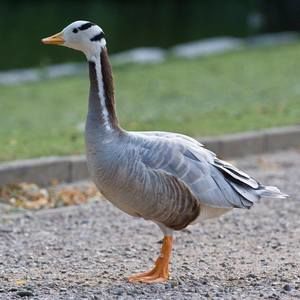 Meet your Posher, Elijah